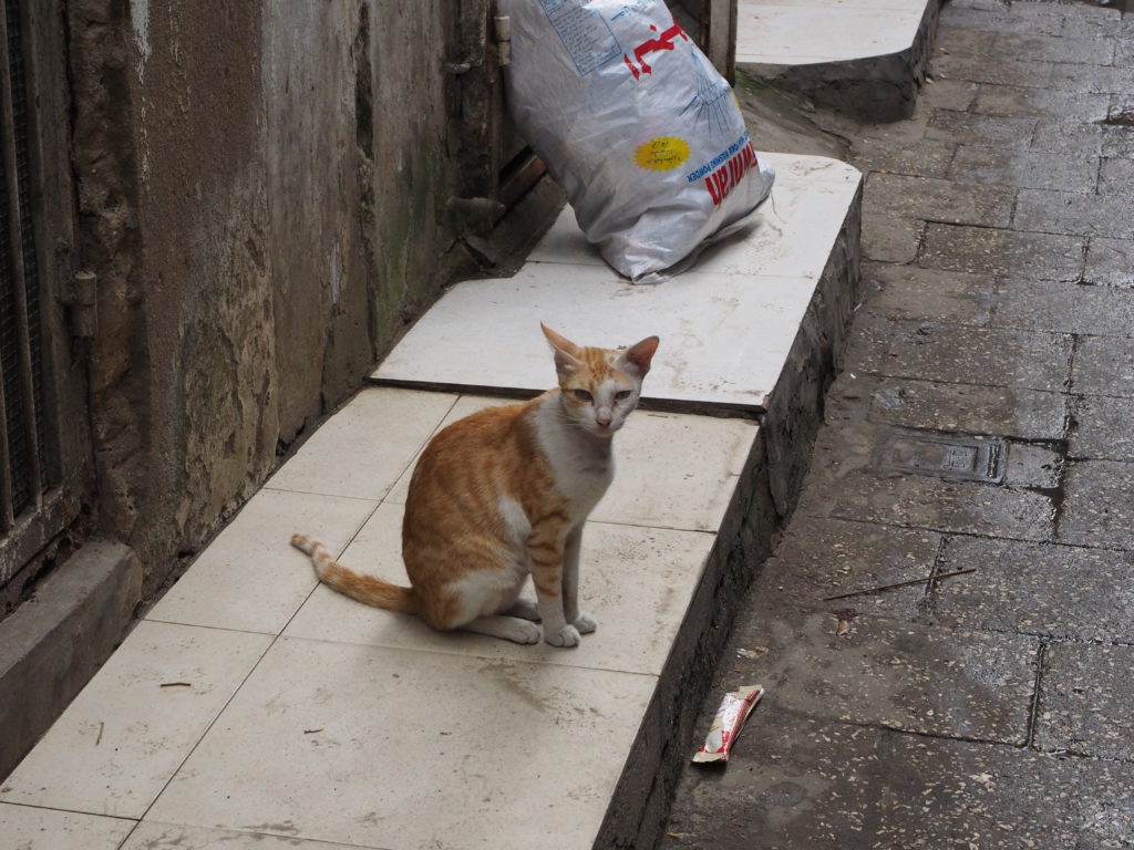 野良猫は その街の暮らしを映し出す ザンジバル島 ストーンタウン トム ソーヤーの地球学