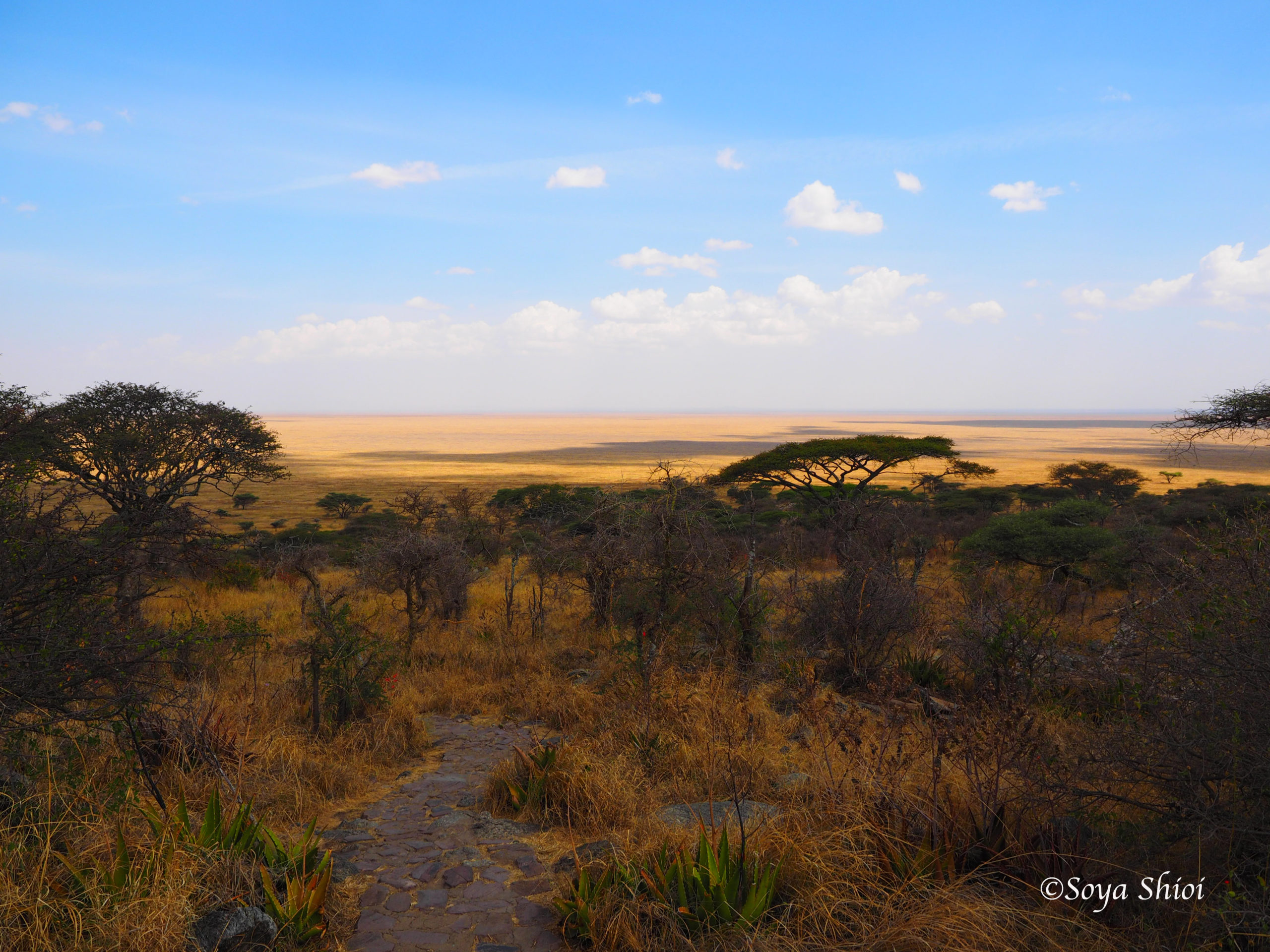 果てしなく続く平原 セレンゲティ国立公園 で サファリ Part A トムソーヤの冒険